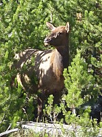 Yellowstone (24).JPG
